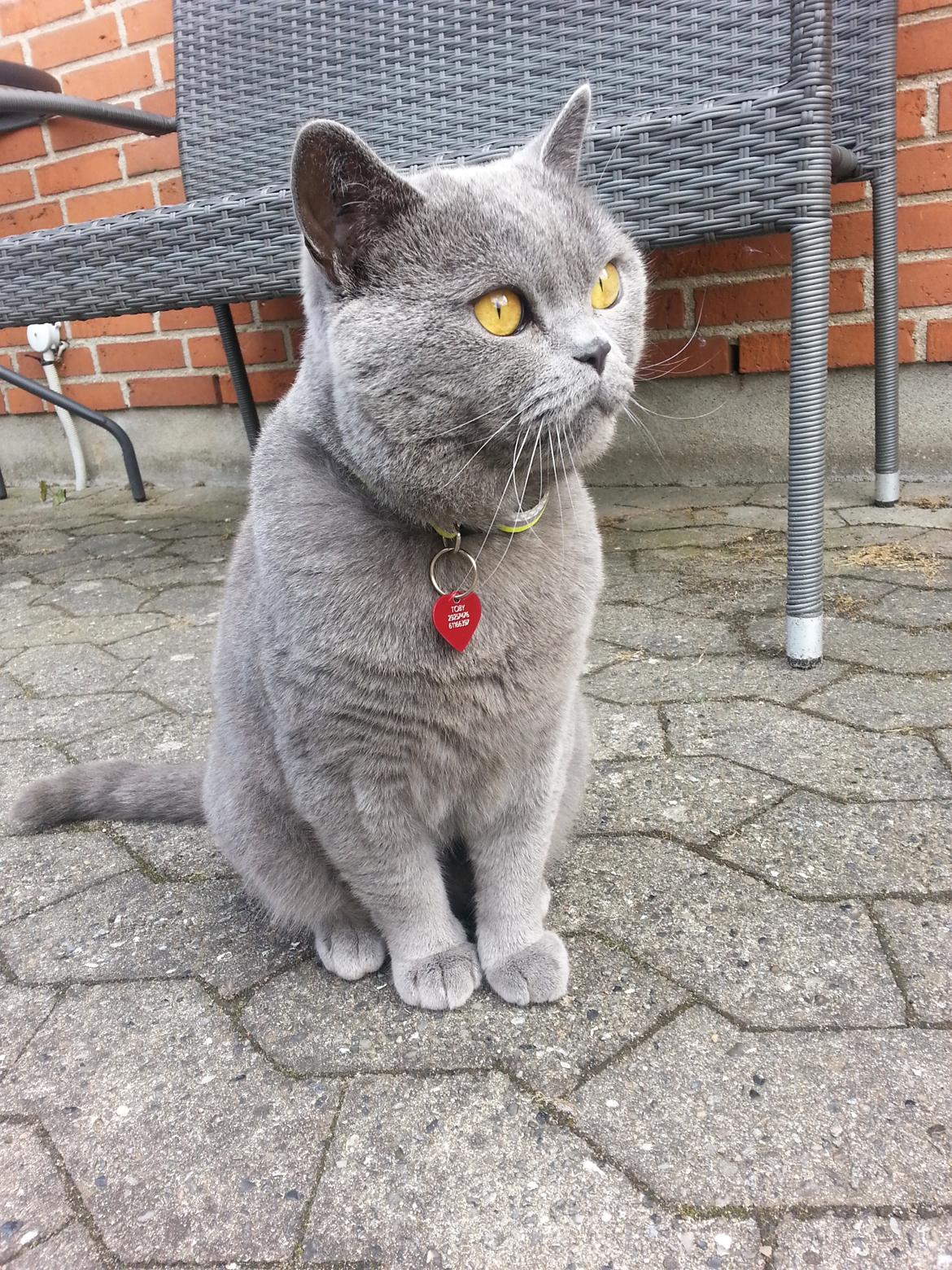 British Shorthair Toby (Voyager) billede 32