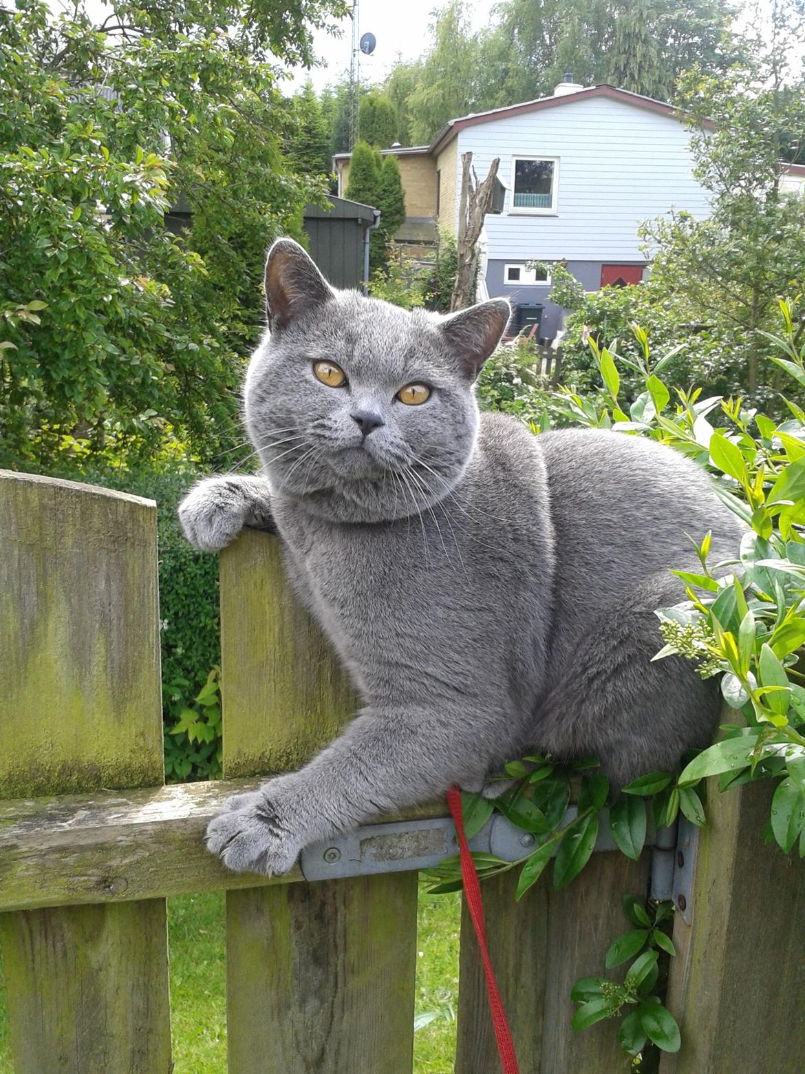 British Shorthair Toby (Voyager) billede 34
