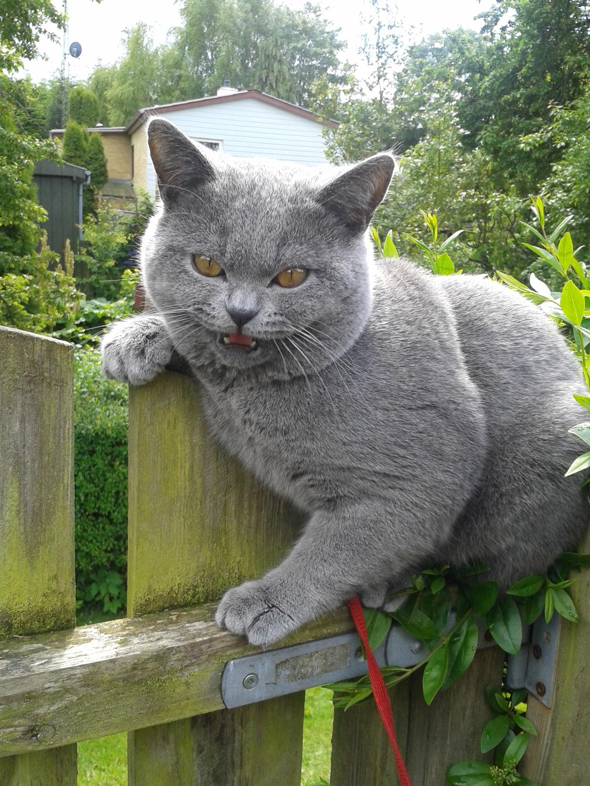 British Shorthair Toby (Voyager) billede 35