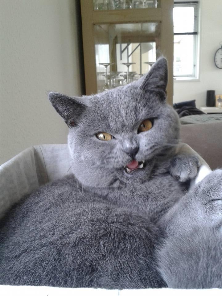 British Shorthair Toby (Voyager) billede 36