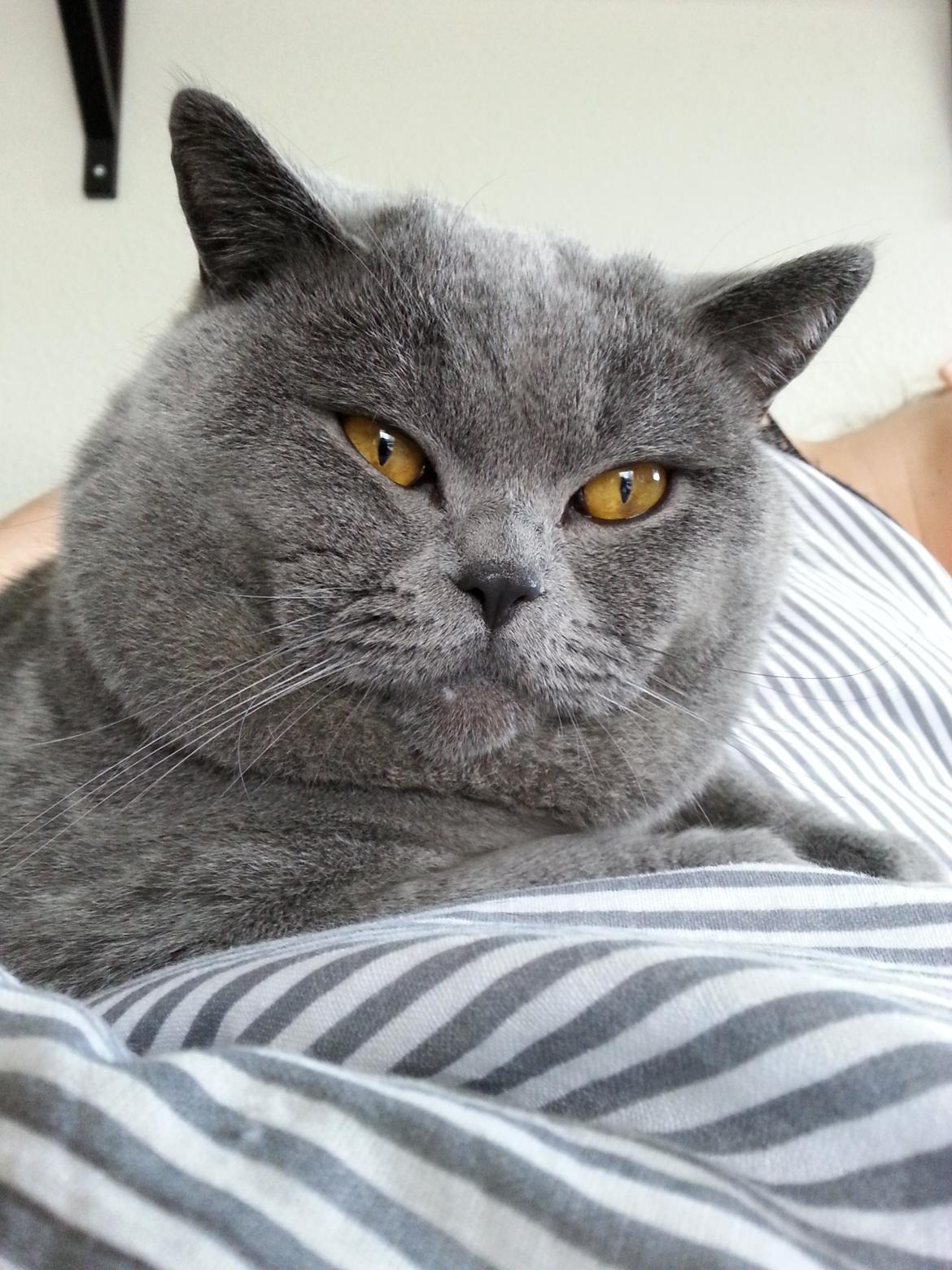 British Shorthair Toby (Voyager) billede 37