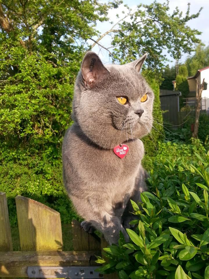 British Shorthair Toby (Voyager) billede 1