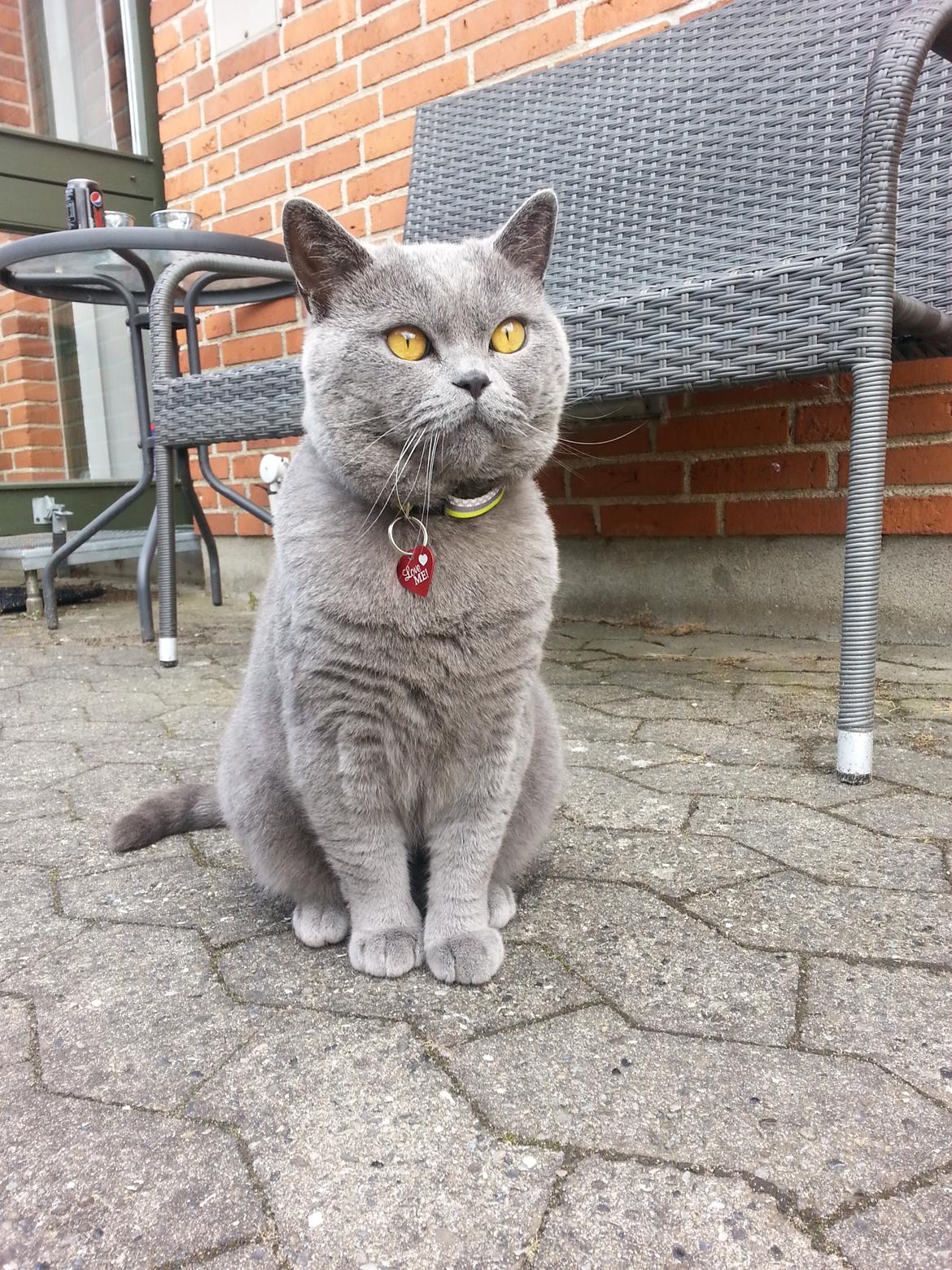 British Shorthair Toby (Voyager) billede 33