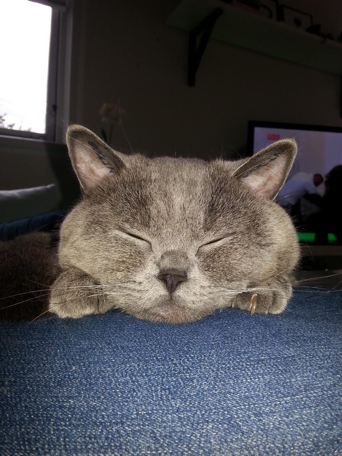 British Shorthair Toby (Voyager) billede 39