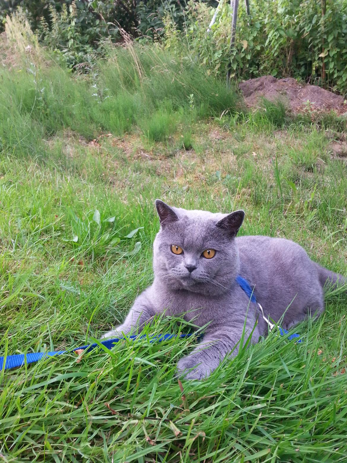 British Shorthair Toby (Voyager) billede 41