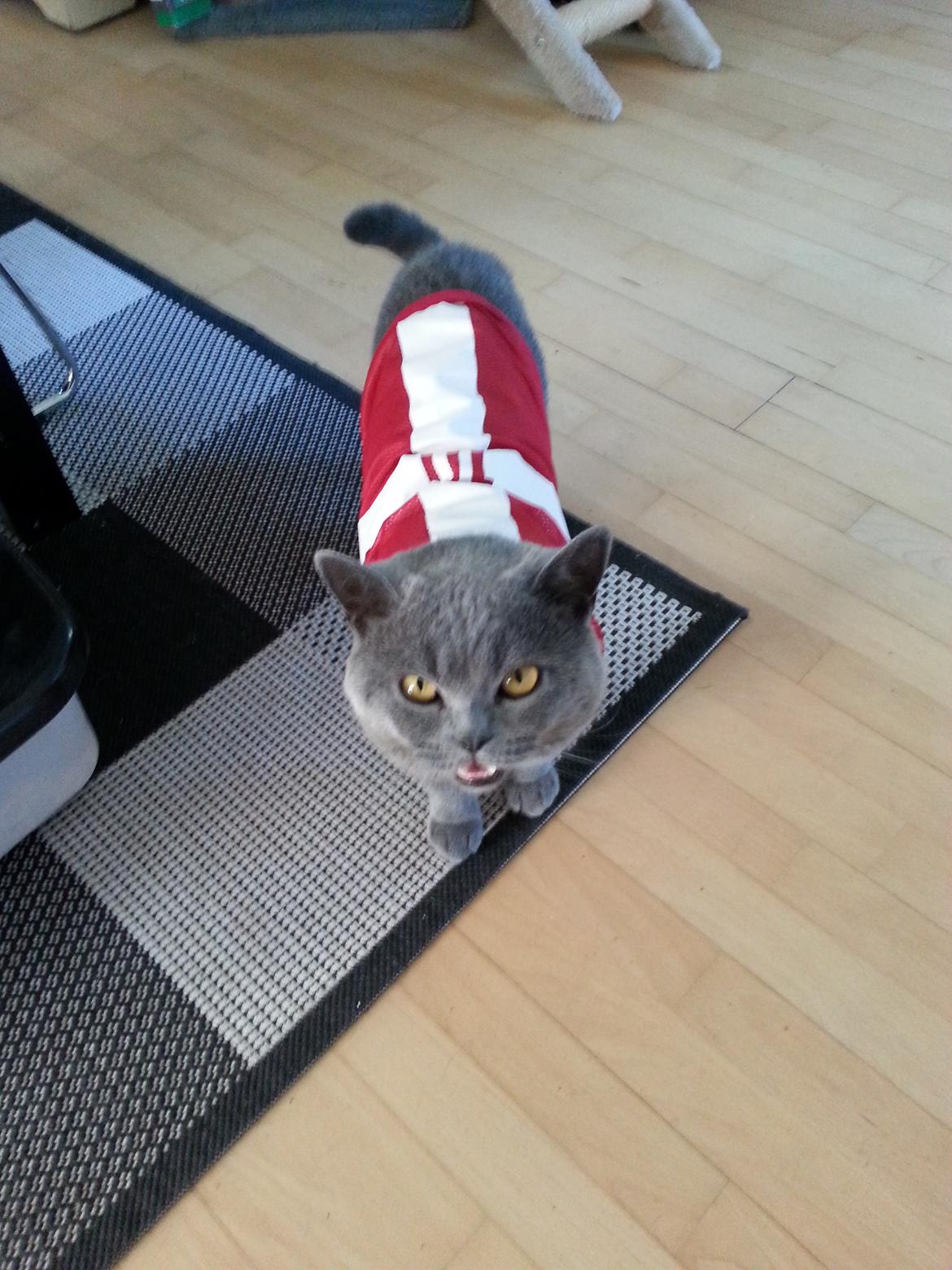 British Shorthair Toby (Voyager) billede 42