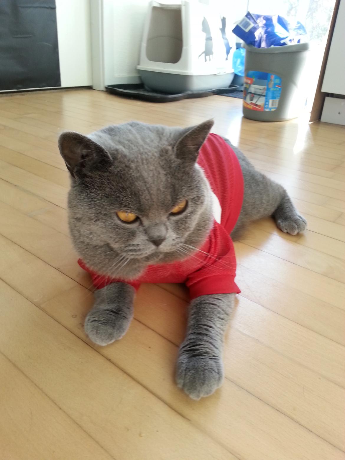 British Shorthair Toby (Voyager) billede 43