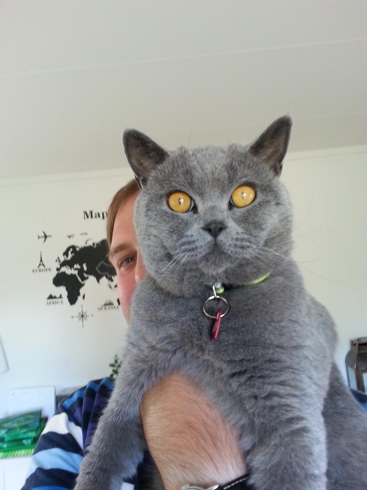 British Shorthair Toby (Voyager) billede 44