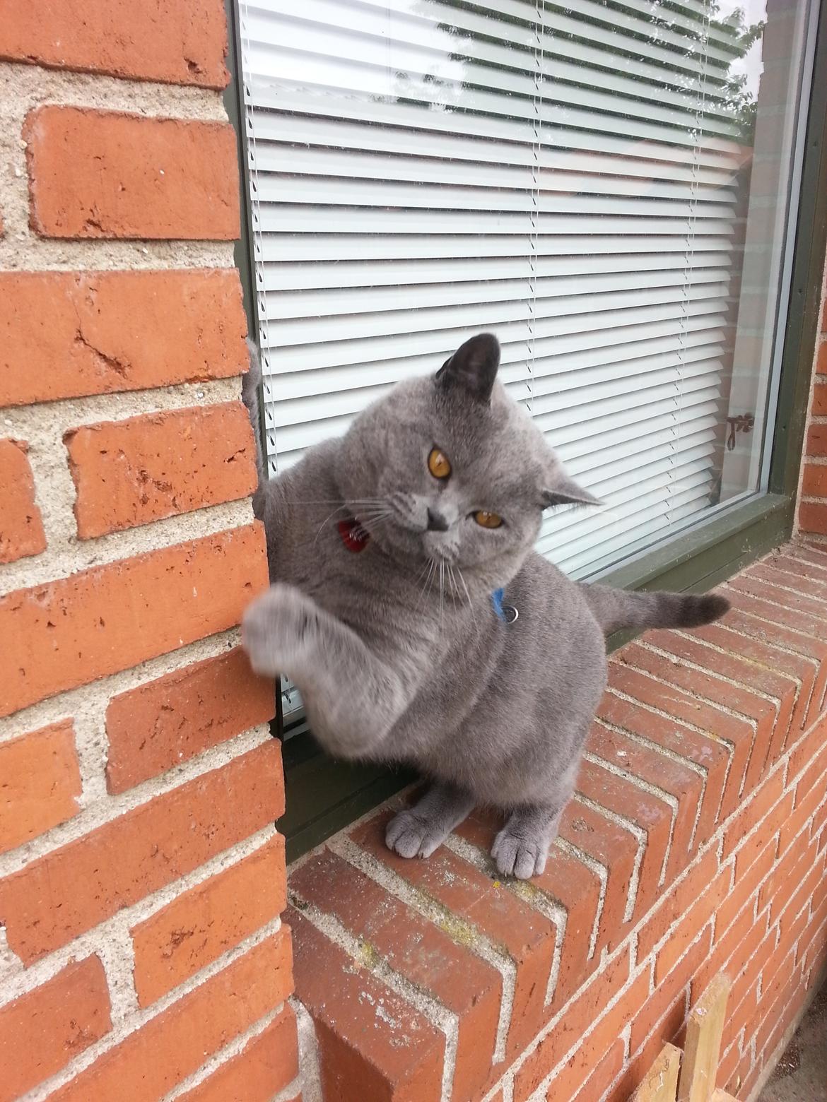 British Shorthair Toby (Voyager) billede 45