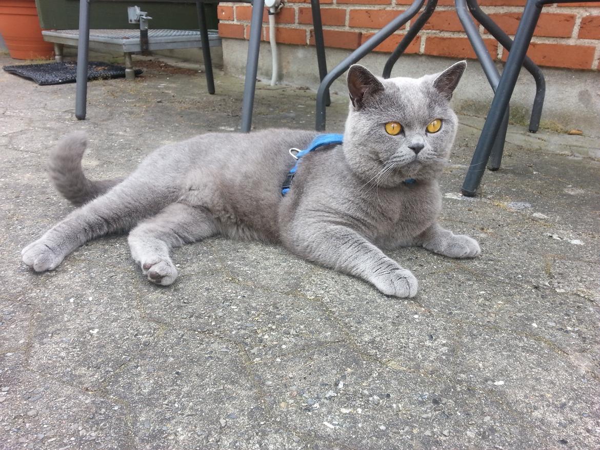 British Shorthair Toby (Voyager) billede 40