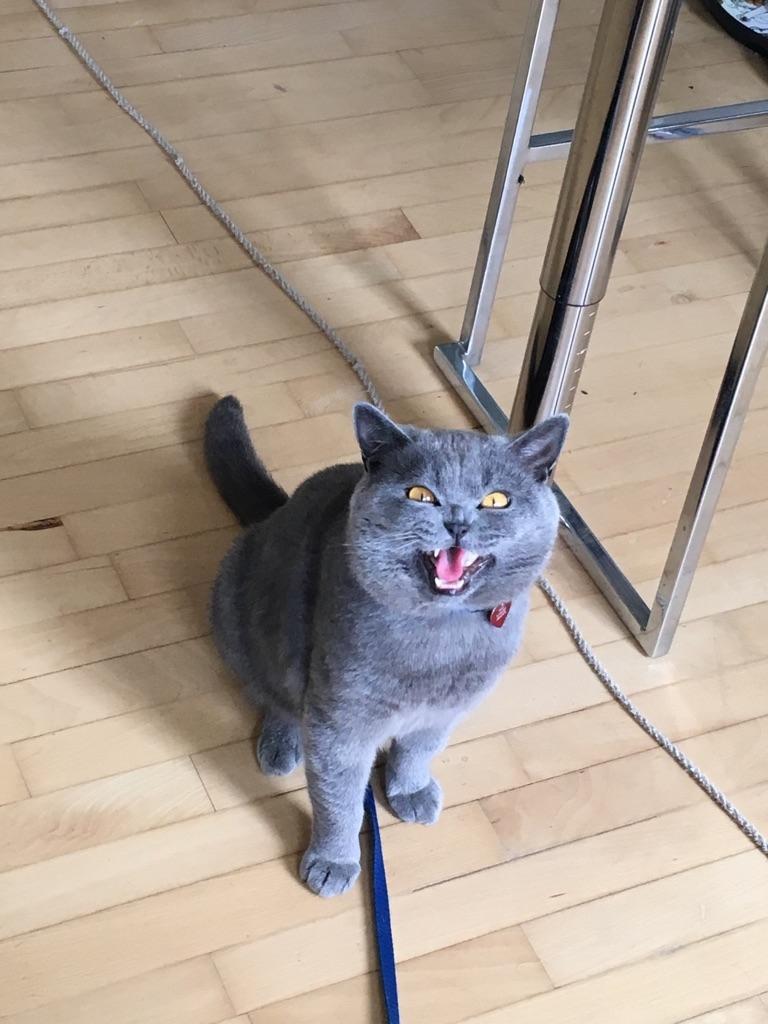 British Shorthair Toby (Voyager) billede 46