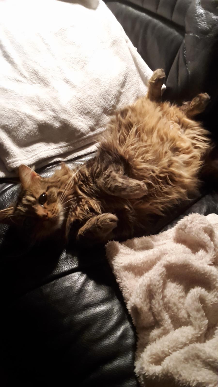 Blanding af racer Felix RIP billede 16