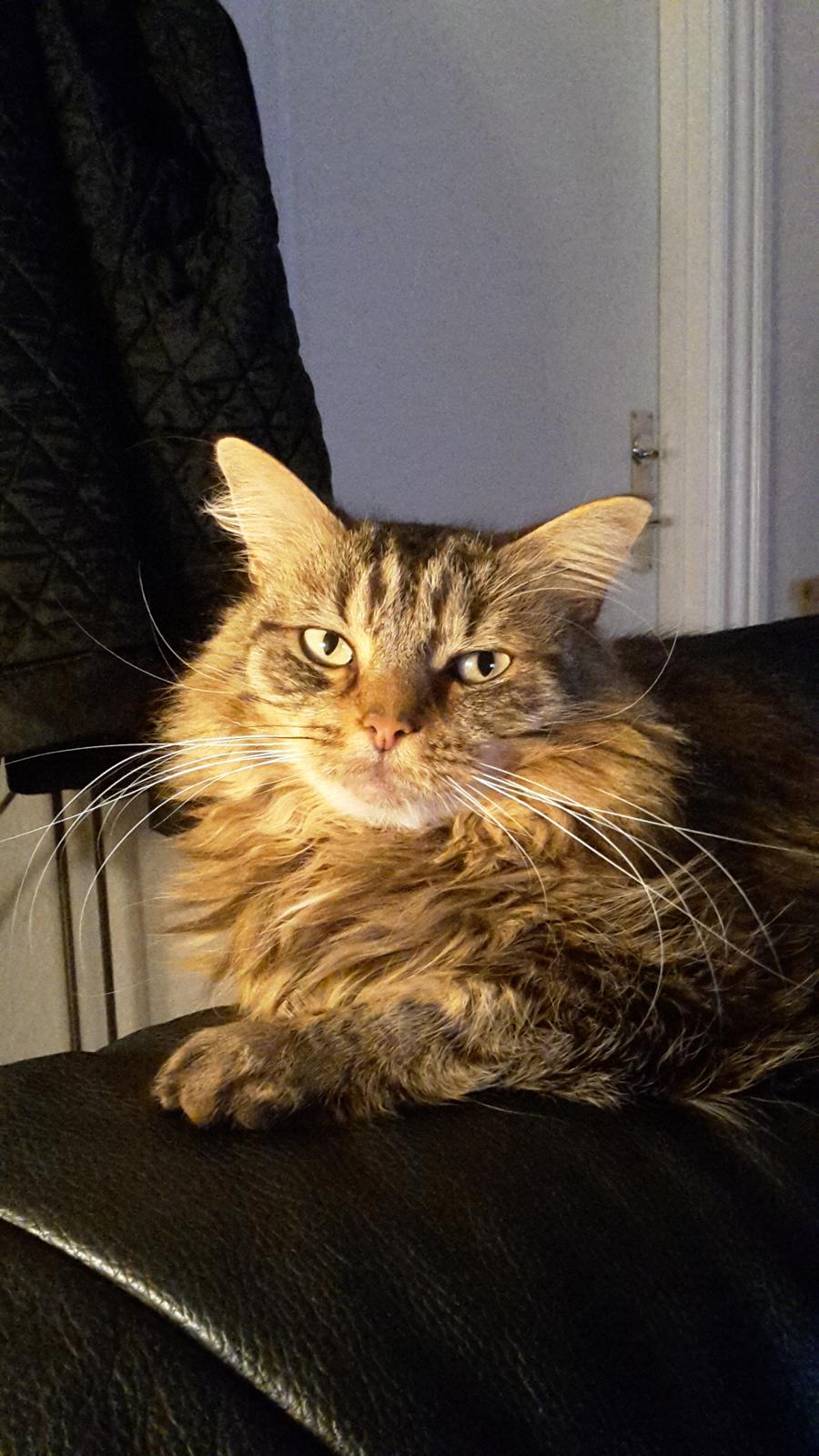 Blanding af racer Felix RIP billede 17