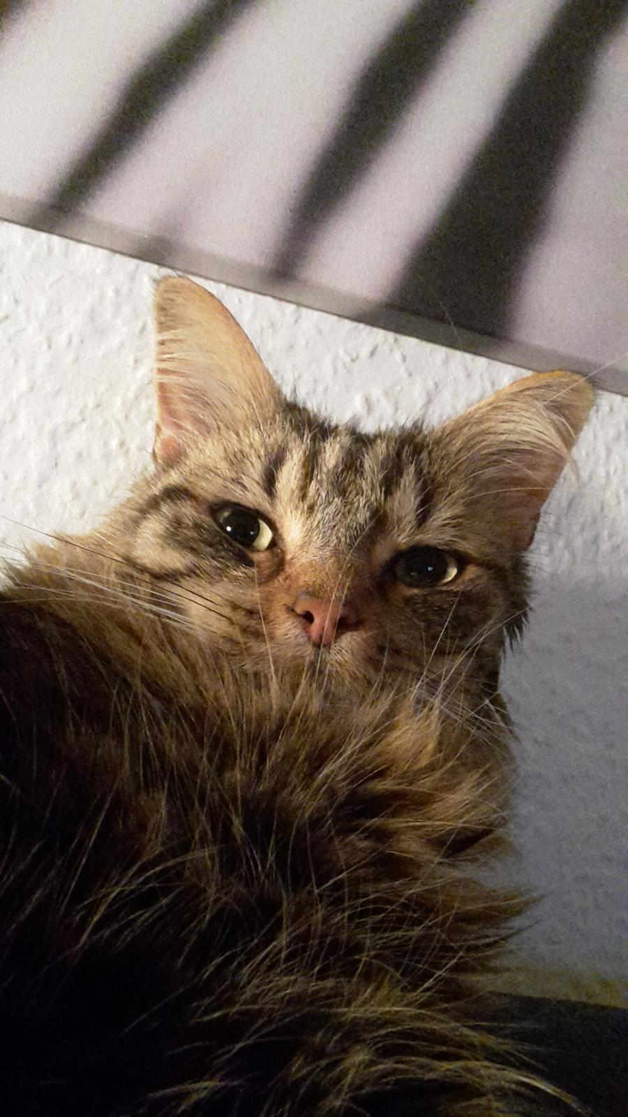 Blanding af racer Felix RIP billede 18