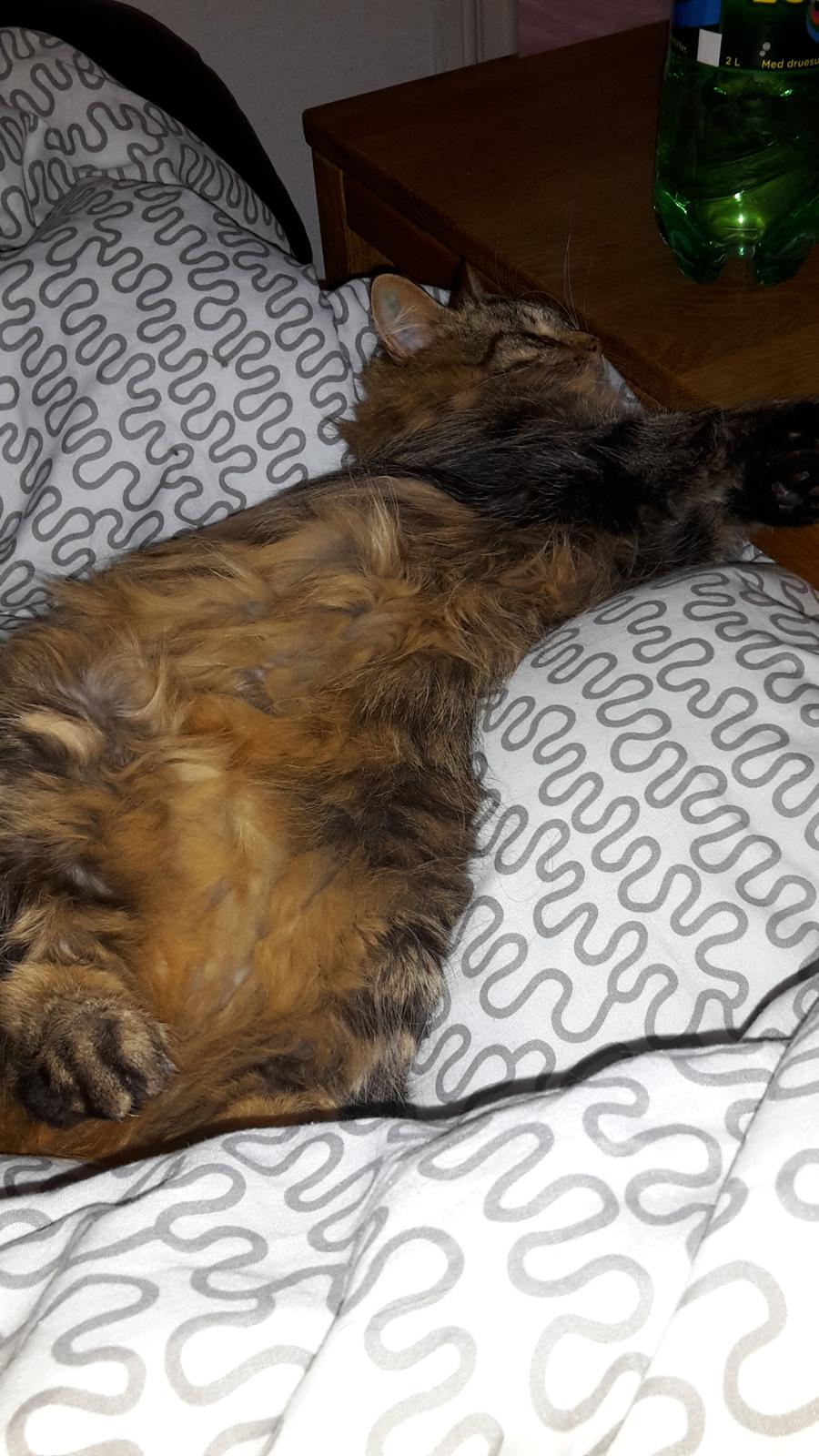 Blanding af racer Felix RIP billede 19