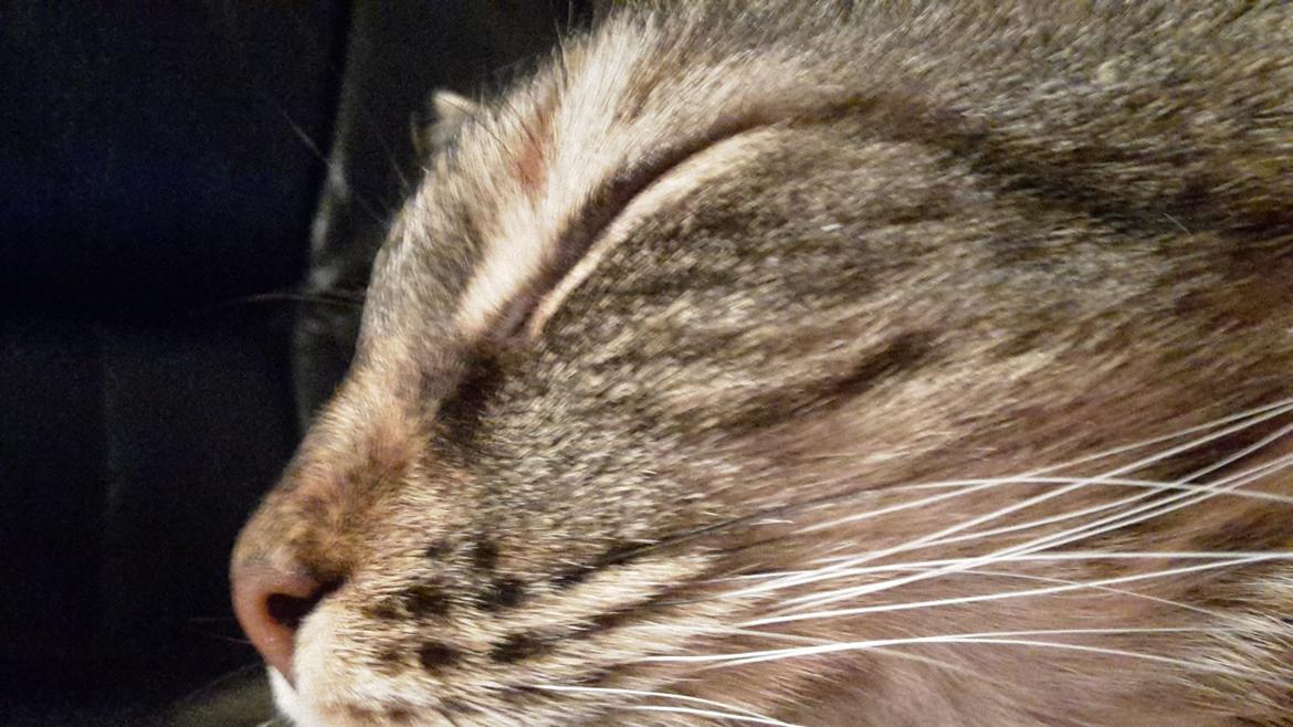 Blanding af racer Olivia billede 15