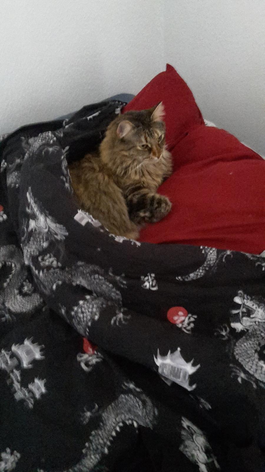 Blanding af racer Olivia billede 16