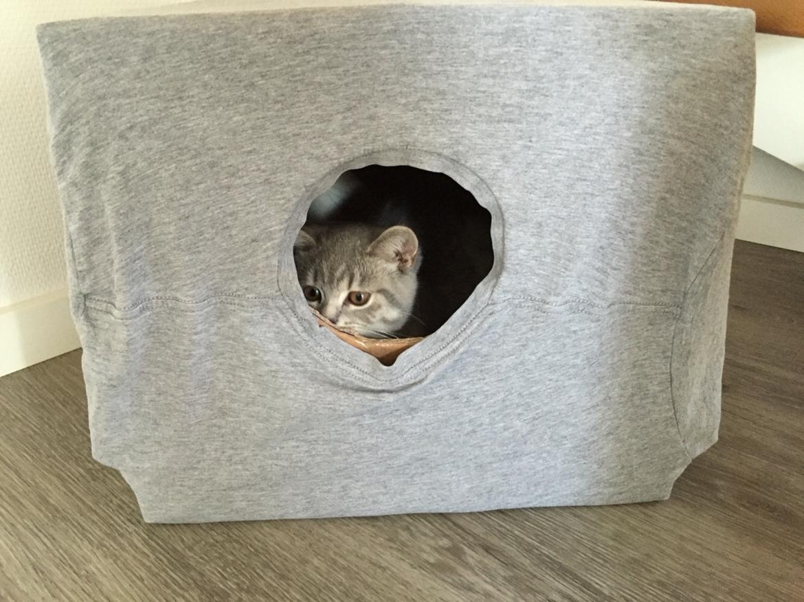 British Shorthair DK Petrines Klara. Til daglig Shandy billede 15