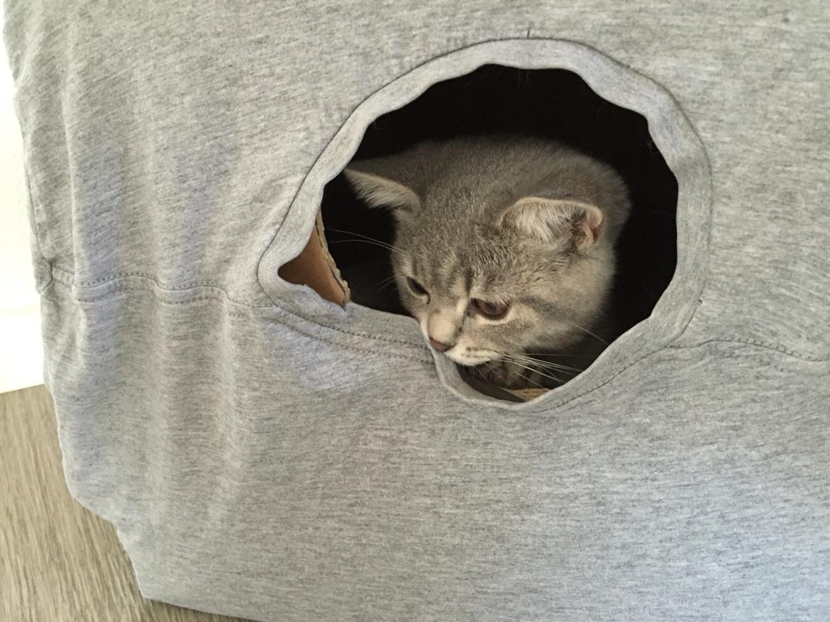 British Shorthair DK Petrines Klara. Til daglig Shandy billede 17