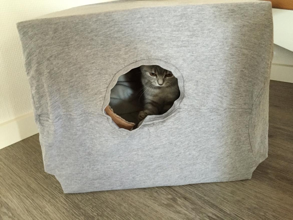 British Shorthair DK Petrines Klara. Til daglig Shandy billede 18