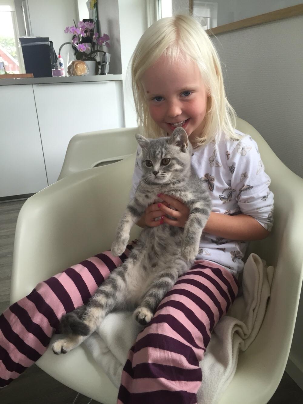 British Shorthair DK Petrines Klara. Til daglig Shandy billede 20