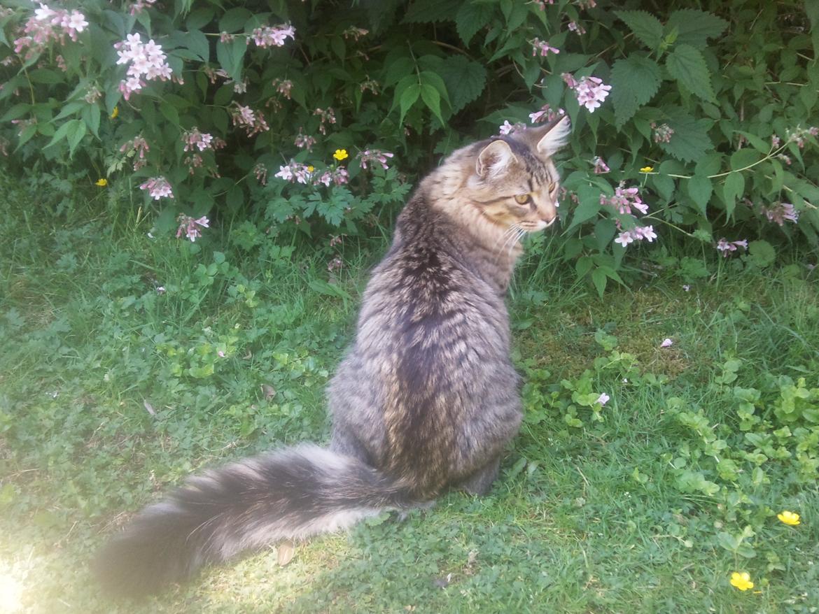 Blanding af racer Charlie billede 1