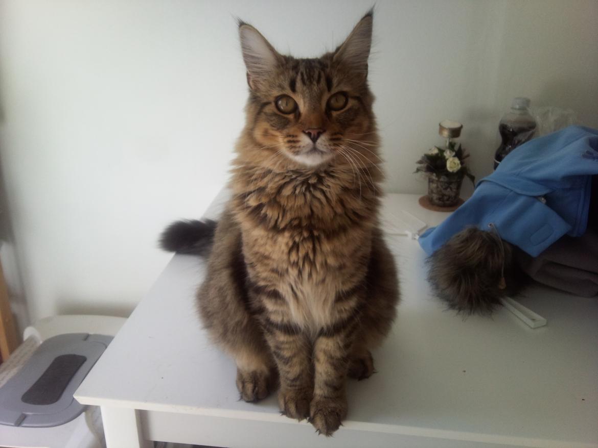 Blanding af racer Charlie billede 2