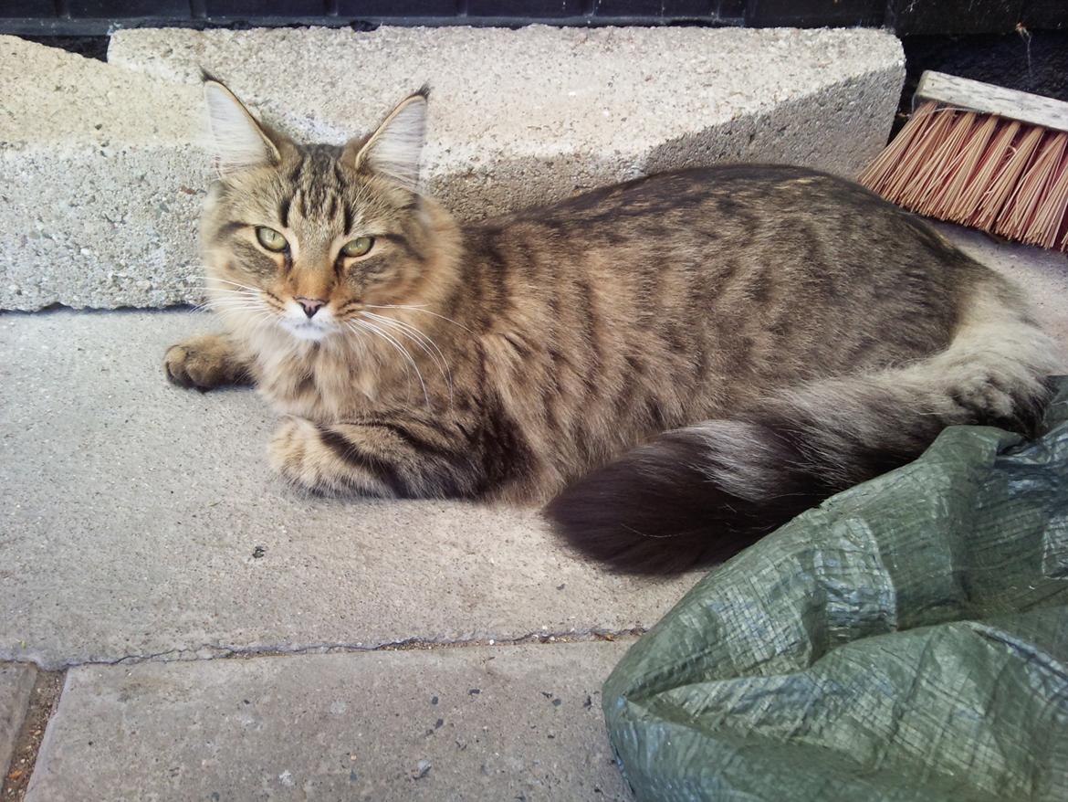 Blanding af racer Charlie billede 5