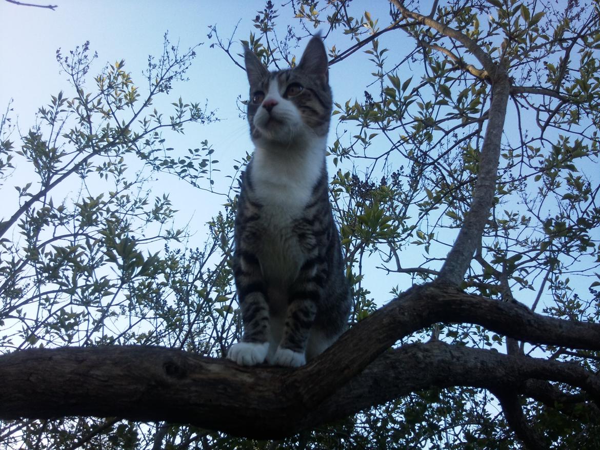 Blanding af racer Oliver billede 2