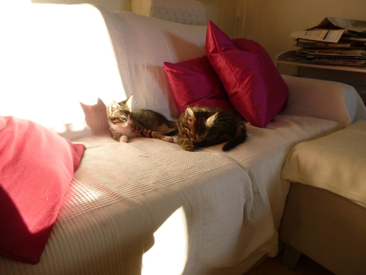 Blanding af racer Oliver billede 4