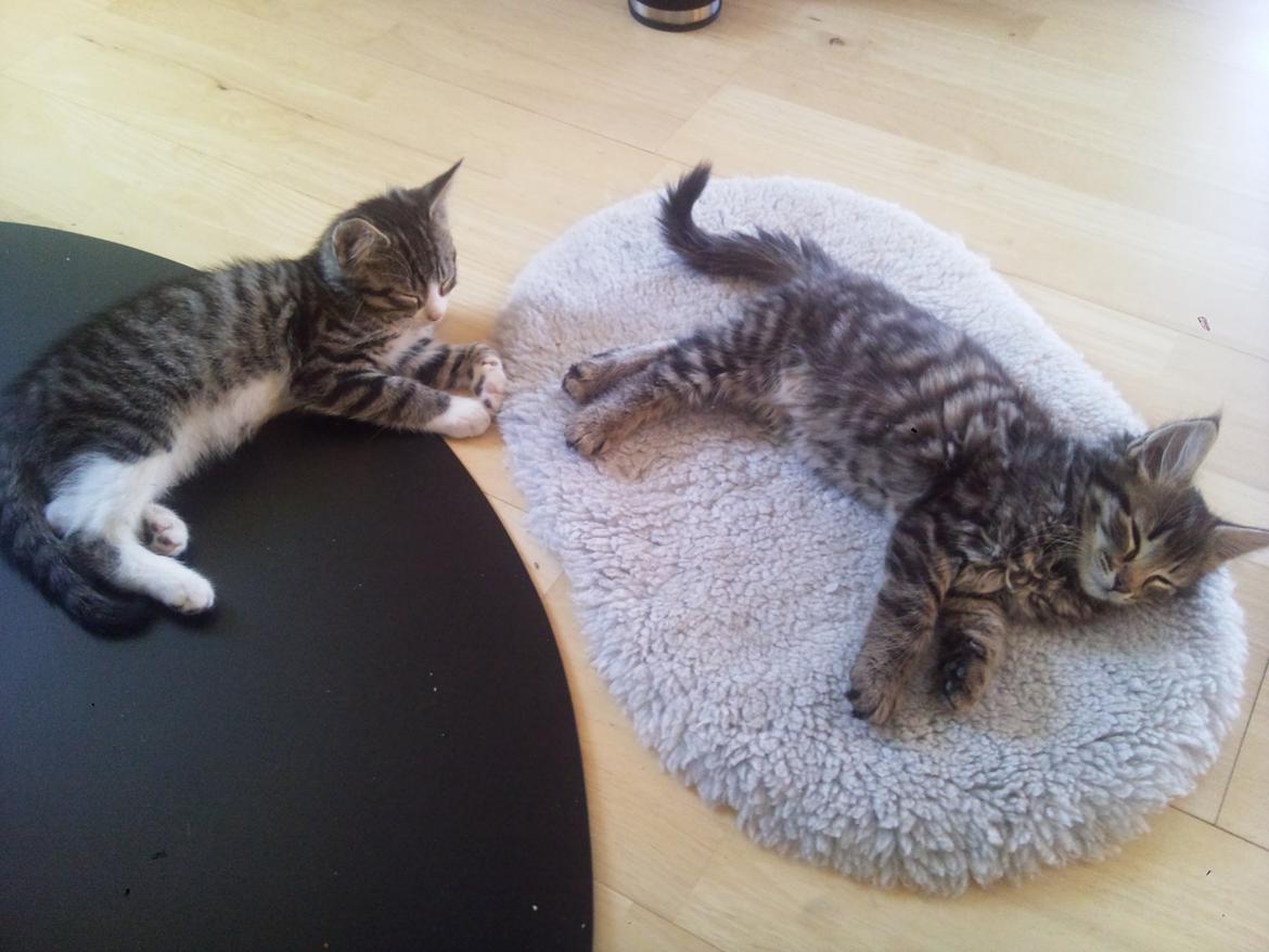 Blanding af racer Oliver billede 5