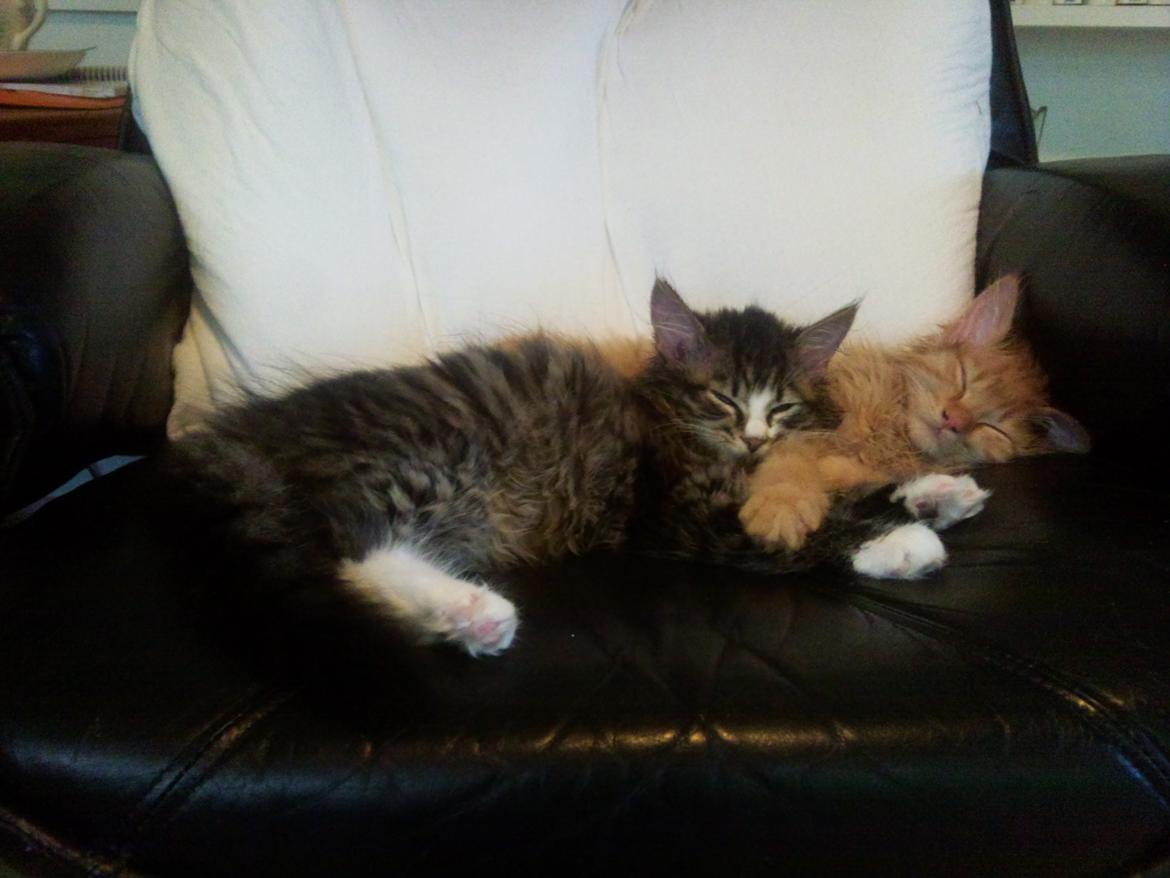 Blanding af racer Cody billede 3