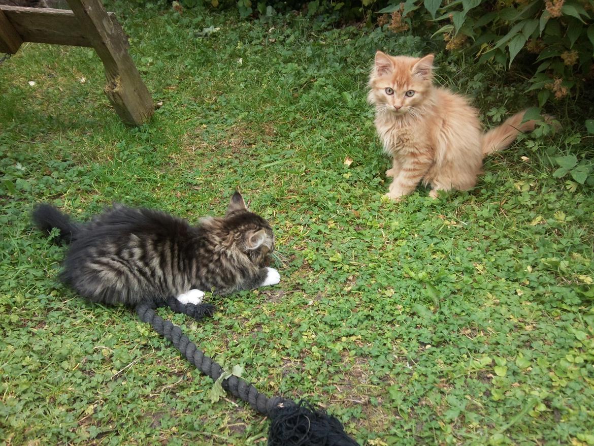 Blanding af racer Cody billede 5