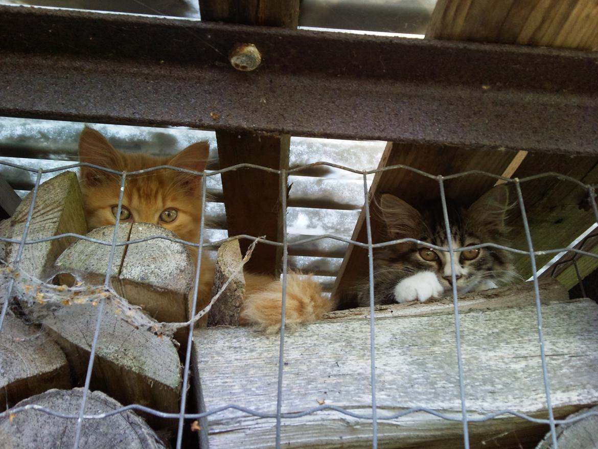 Blanding af racer Oscar billede 2