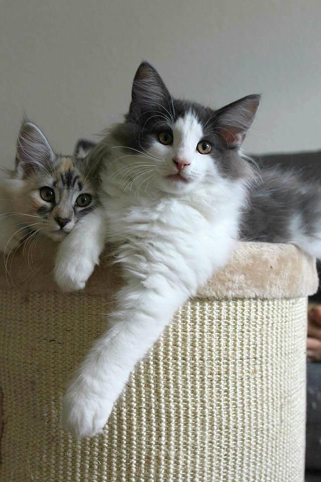 Norsk Skovkat DK Achilla Layla's Ekko billede 7