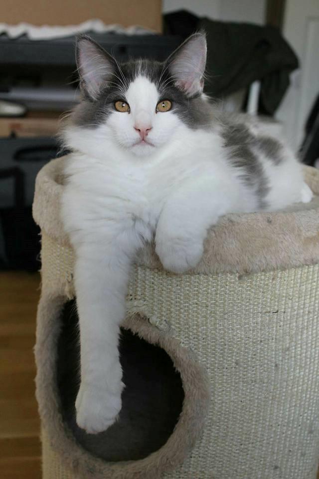 Norsk Skovkat DK Achilla Layla's Ekko billede 10