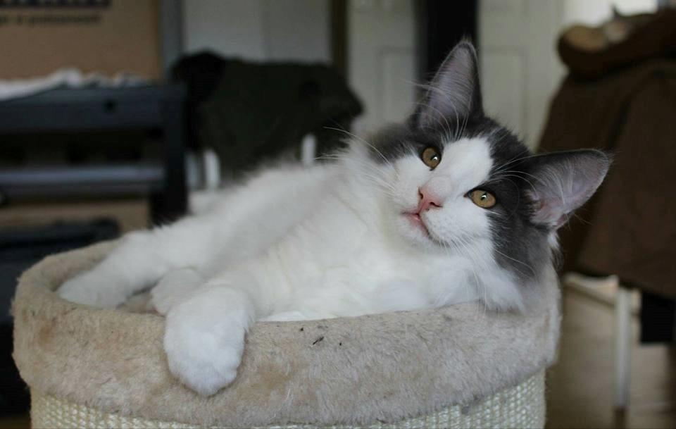 Norsk Skovkat DK Achilla Layla's Ekko billede 11