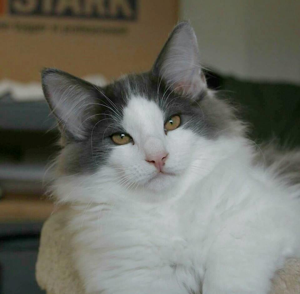 Norsk Skovkat DK Achilla Layla's Ekko billede 13