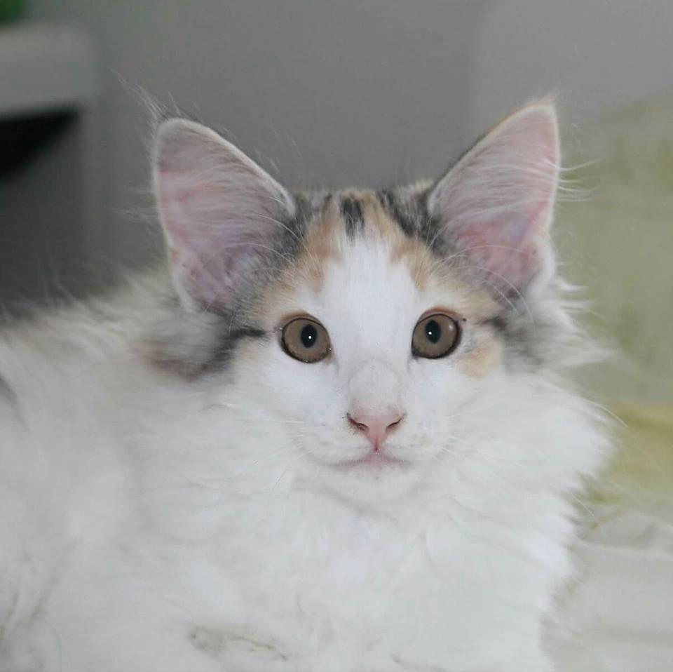 Norsk Skovkat DK Achilla Layla's Nami billede 2