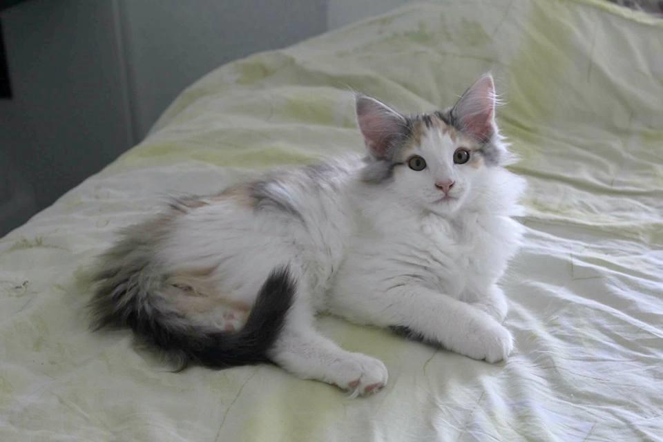 Norsk Skovkat DK Achilla Layla's Nami billede 3