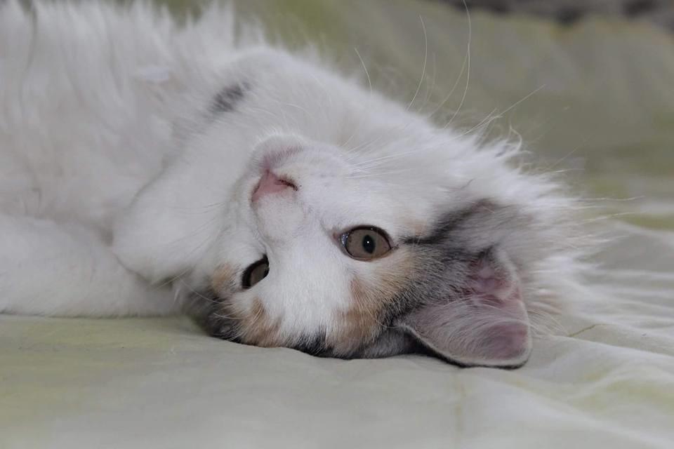 Norsk Skovkat DK Achilla Layla's Nami billede 5