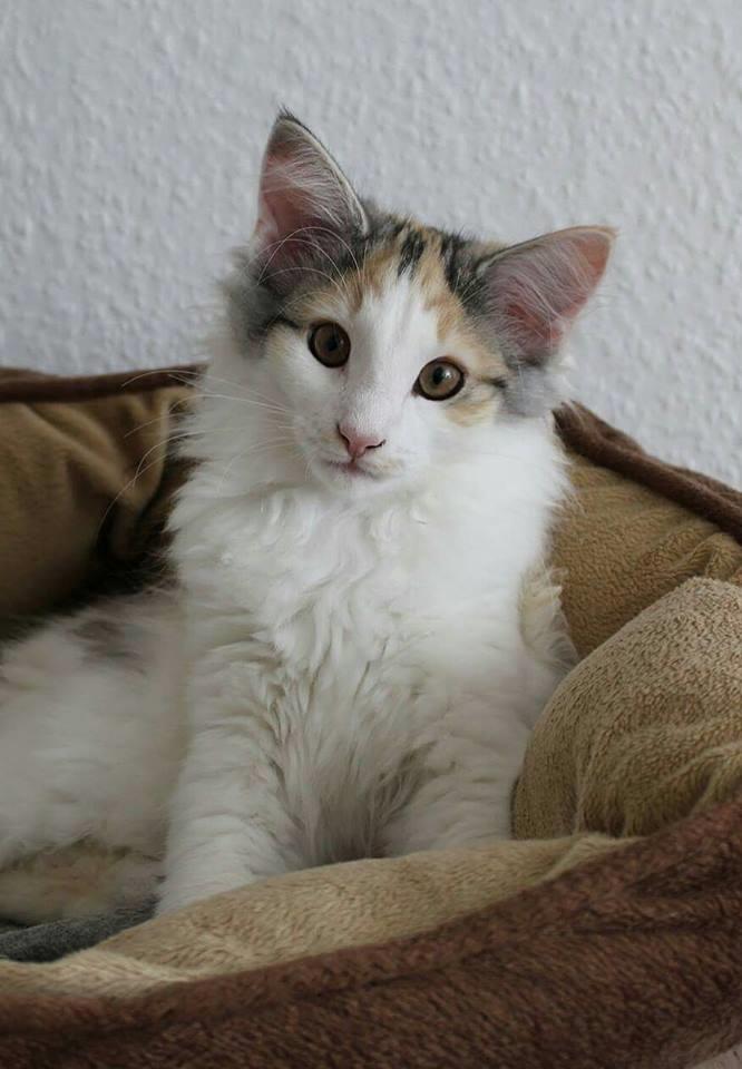 Norsk Skovkat DK Achilla Layla's Nami billede 6