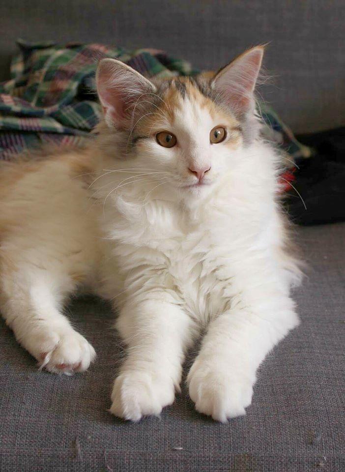 Norsk Skovkat DK Achilla Layla's Nami billede 9