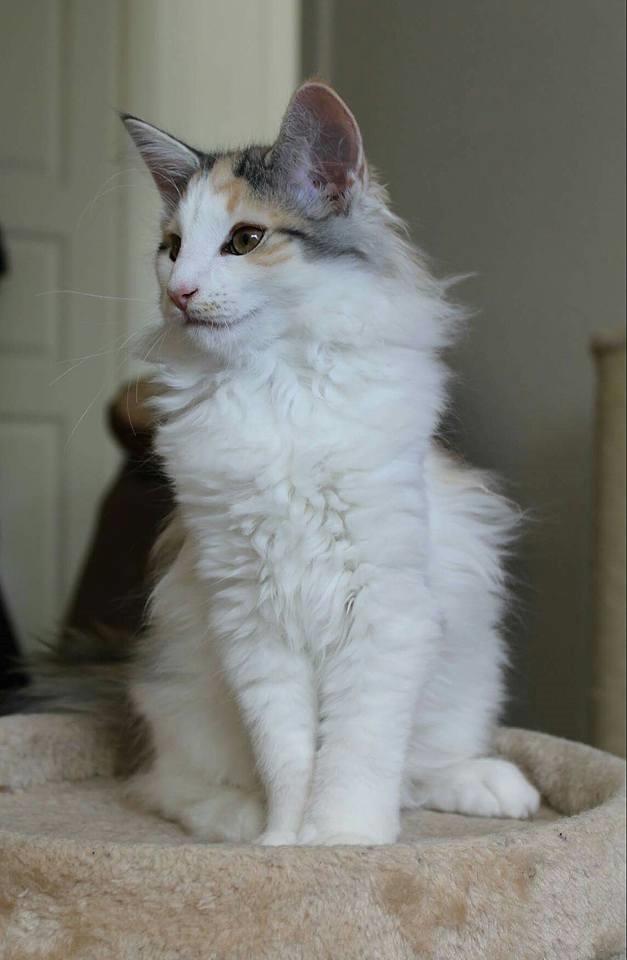 Norsk Skovkat DK Achilla Layla's Nami billede 12