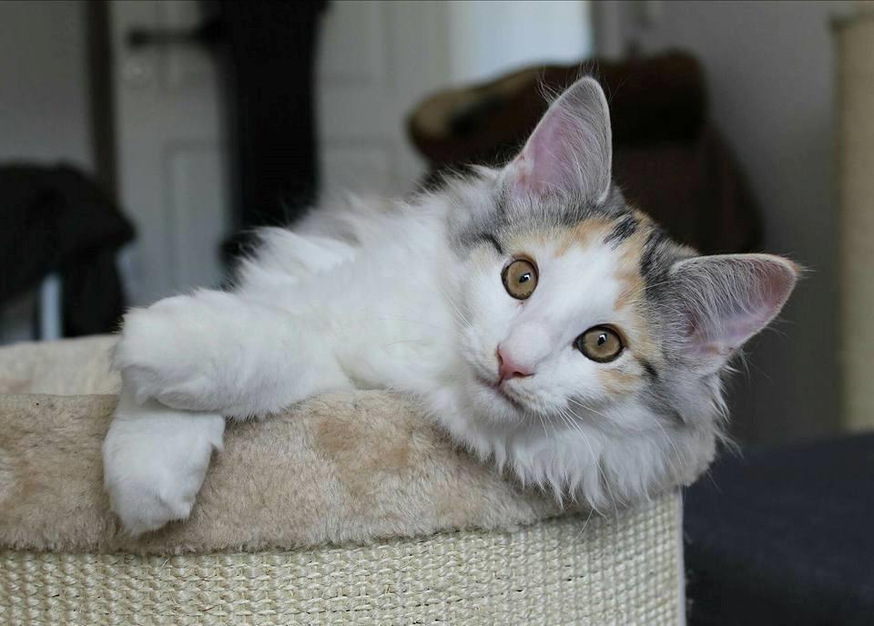 Norsk Skovkat DK Achilla Layla's Nami billede 15