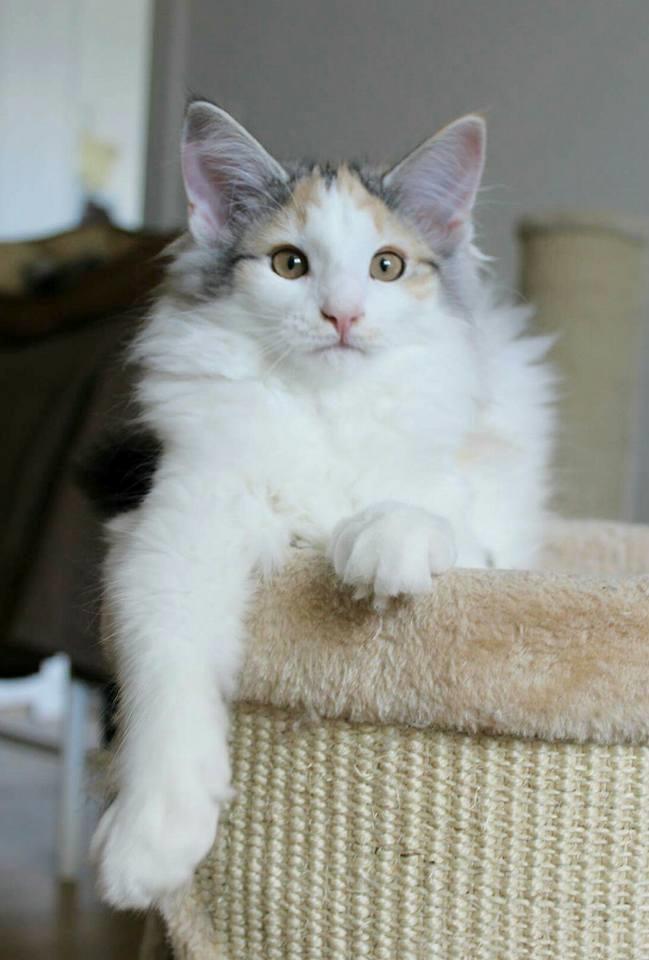 Norsk Skovkat DK Achilla Layla's Nami billede 13