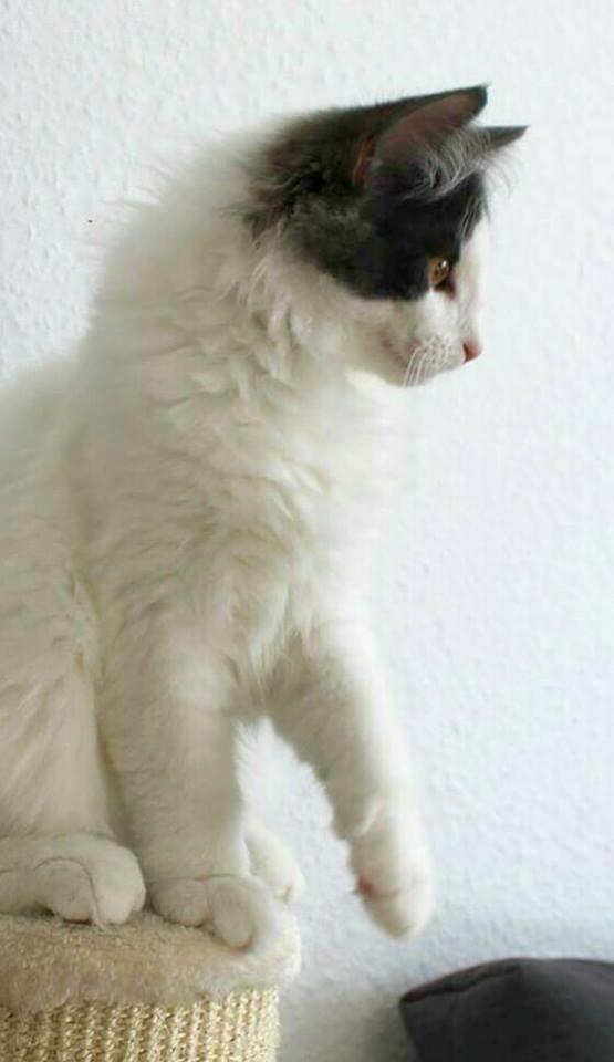 Norsk Skovkat DK Achilla Layla's Ekko billede 16