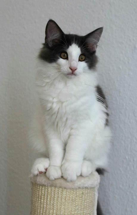 Norsk Skovkat DK Achilla Layla's Ekko billede 17