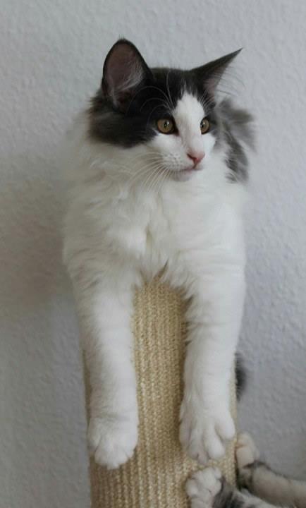 Norsk Skovkat DK Achilla Layla's Ekko billede 18