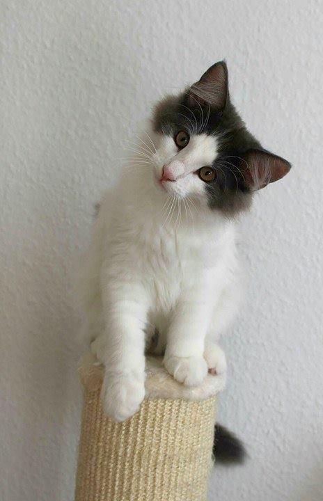 Norsk Skovkat DK Achilla Layla's Ekko billede 15